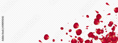 Red Rose Falling Vector Panoramic Transparent