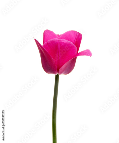 Tulip flower isolated on white