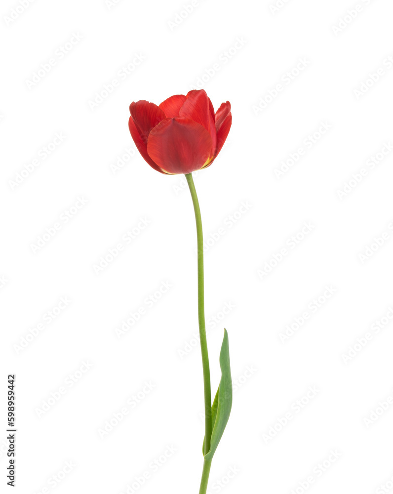 Tulip flower isolated on white Tulip flower isolated on white