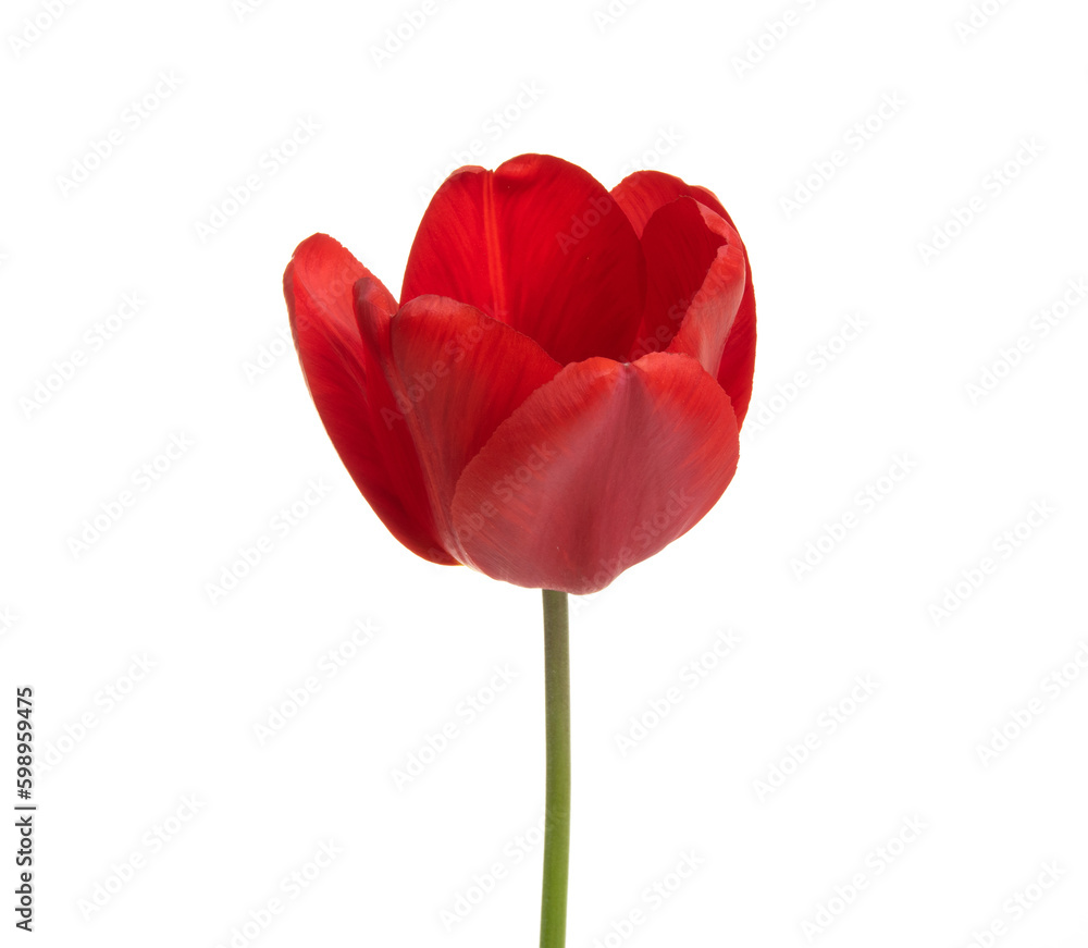 Tulip flower isolated on white Tulip flower isolated on white
