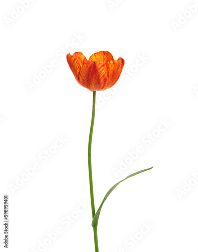 Tulip flower isolated on white