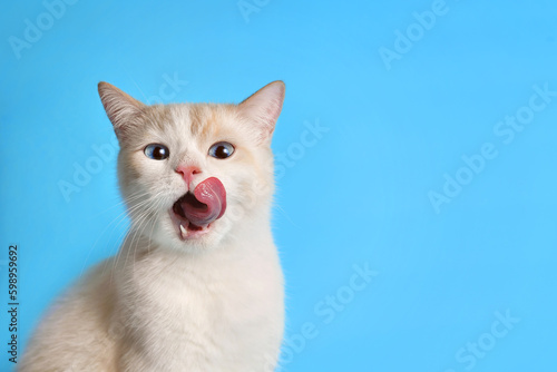 Fototapeta Naklejka Na Ścianę i Meble -  Funny cat licks his lips. Portrait of a white-red kitten with beautiful blue eyes, looking straight ahead. Lovely hungry cat. studio photo. Free space for text.