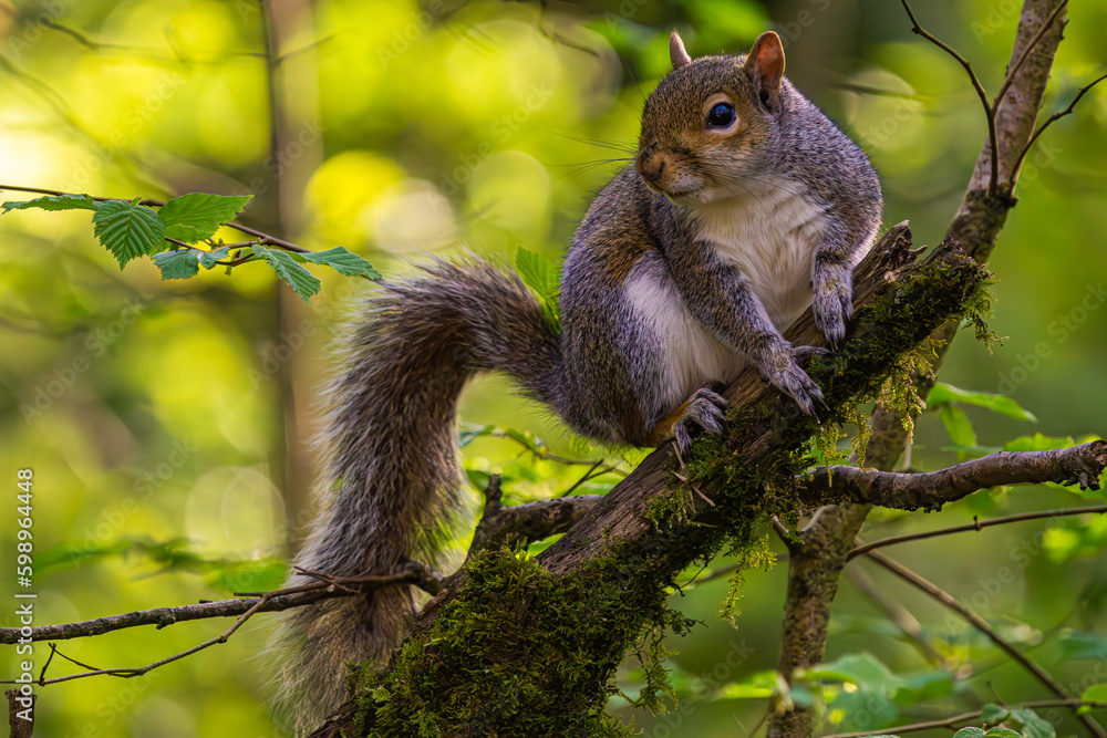 squirrel on tree squirrel on tree