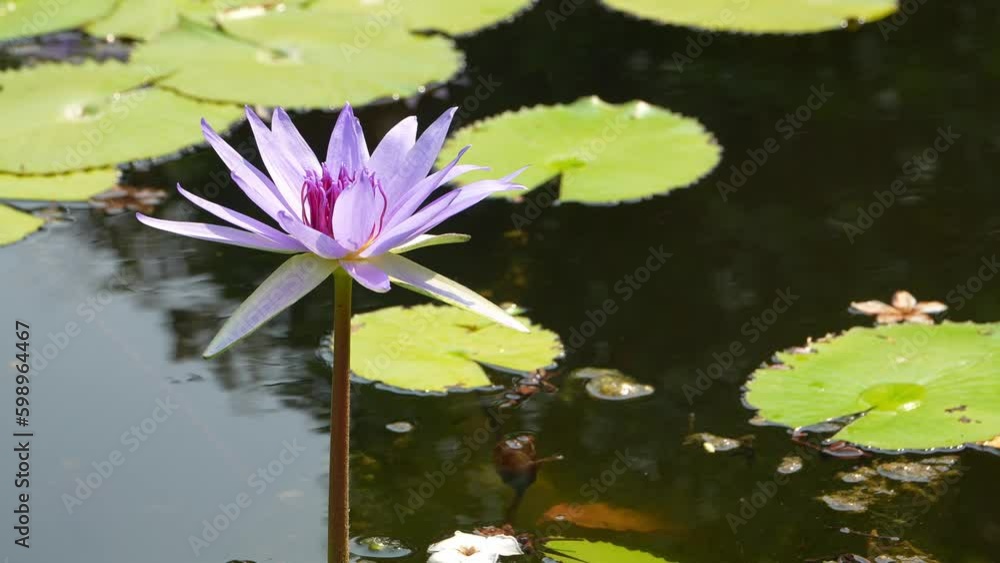 Beautiful pink blossom Lotus with green leaf flowers on pond. Beautiful pink blossom Lotus with green leaf flowers on pond.