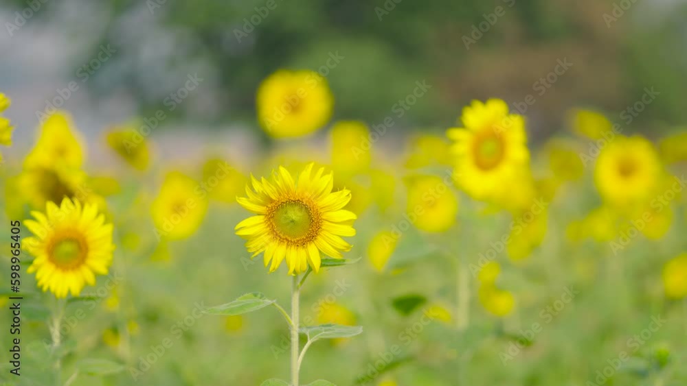 Sunflower park closeup shot on macro lens high quality sharpen Sunflower park closeup shot on macro lens high quality sharpen