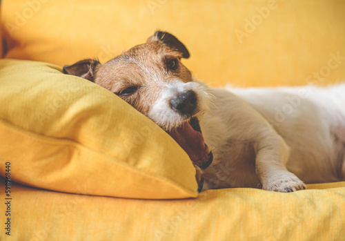 Sleepy dog yawns before falling asleep on sofa pillow