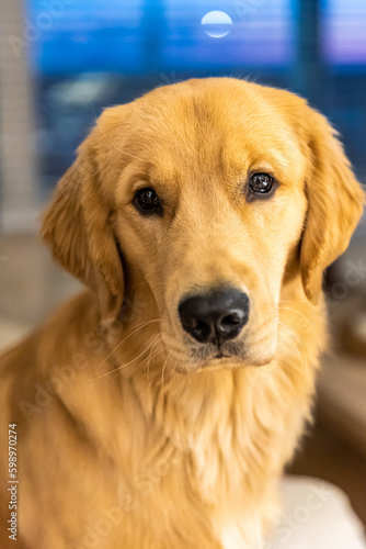 Portrait of an adorable golden retriever puppy - indoor scene sitting on couch