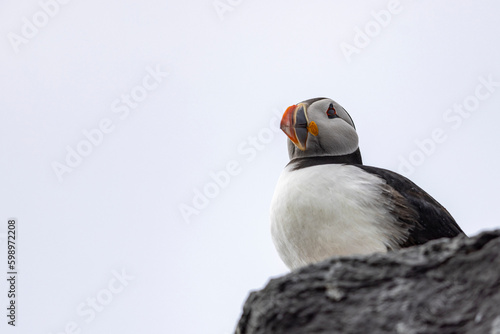 Atlantic puffins  a species of seabird in the auk family.