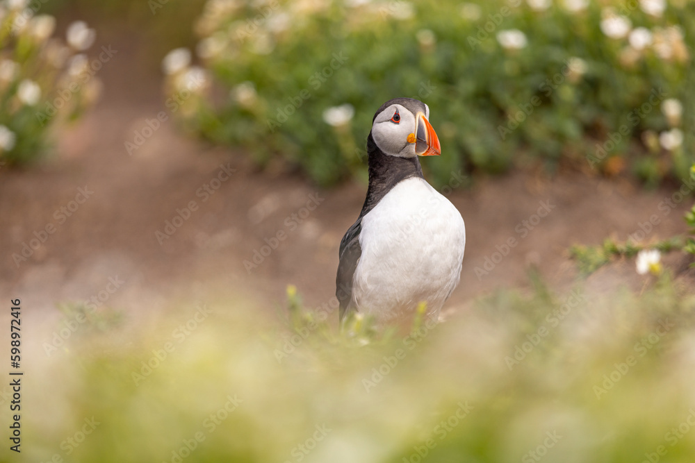 Atlantic puffins, a species of seabird in the auk family. Atlantic puffins, a species of seabird in the auk family.