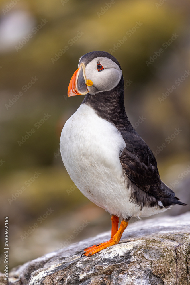 Obraz premium Atlantic puffins, a species of seabird in the auk family.