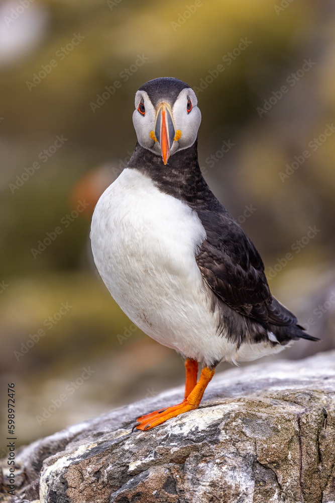 Atlantic puffins, a species of seabird in the auk family. Atlantic puffins, a species of seabird in the auk family.