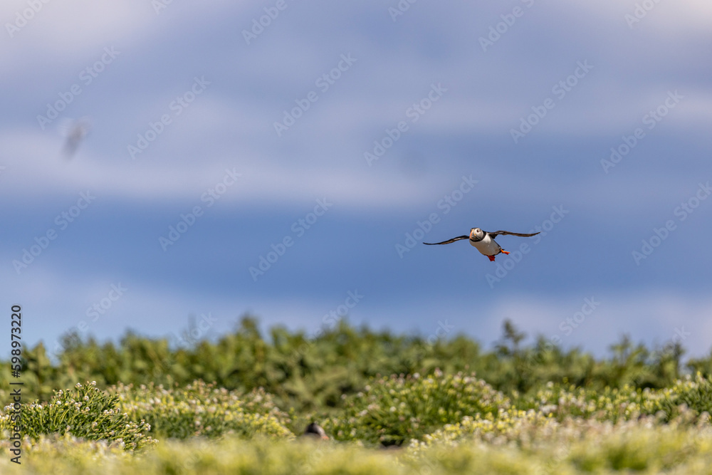 Atlantic puffins, a species of seabird in the auk family. Atlantic puffins, a species of seabird in the auk family.