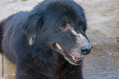 A very old dog with black fur has a bruise on the nose due to mosquito bites. sitting on the ground in the countryside