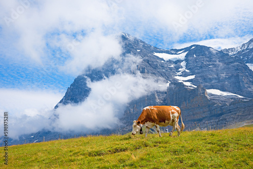 milker cow at Kleine Scheidegg meadow  against Eiger north face mountain  swiss alps