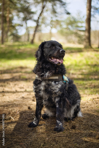 A black and white Friese Stabij Wetterhoun dog sitting in the forest, looking away, on a sunny day. Pet companionship and domestic life concept. Vertical, with selective focus.