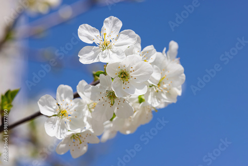 Blooming cherry tree in the city on the background of the cloudless blue sky. Spring seasonal