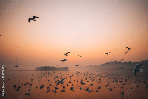seagulls at sunrise © manish