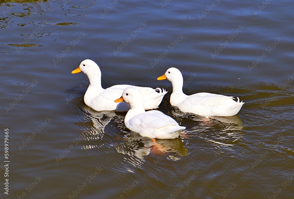 white ducks swimming in a dam white ducks swimming in a dam