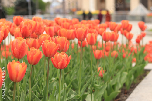 Alley of bright orange-red tulips in the city. Tulips in the city, bright spring flowers. City alley of blooming tulips. Park of bright beautiful flowers. World Tulip Day