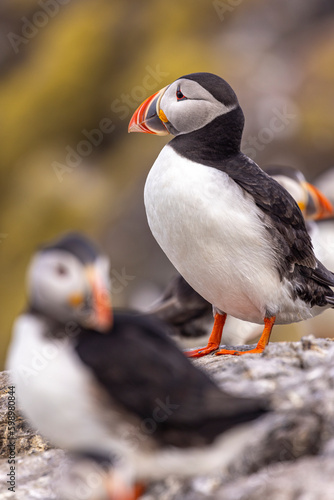 Atlantic puffins  a species of seabird in the auk family.