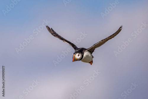 Atlantic puffins  a species of seabird in the auk family.