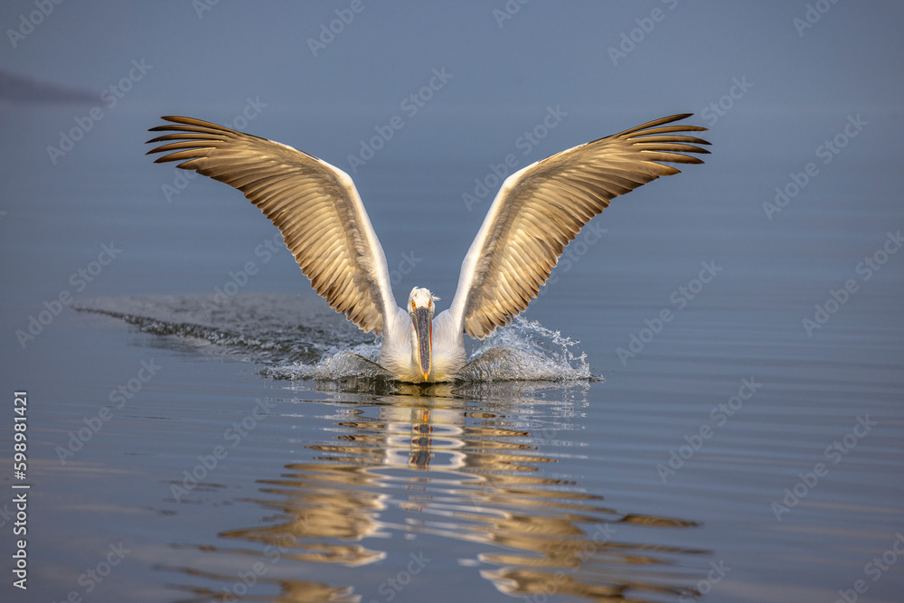 Dalmatian pelican near Lake Kerkini, Greece during winter season.
Dalmatian pelican near Lake Kerkini, Greece during winter season.