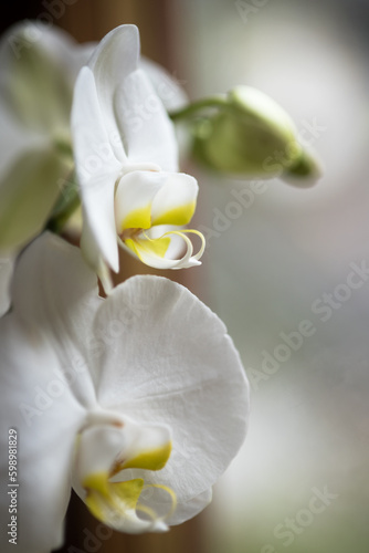 splendide orchidee di colore bianco, un bellissimo fiore di orchidea di colore giallo al centro e bianco candido photo