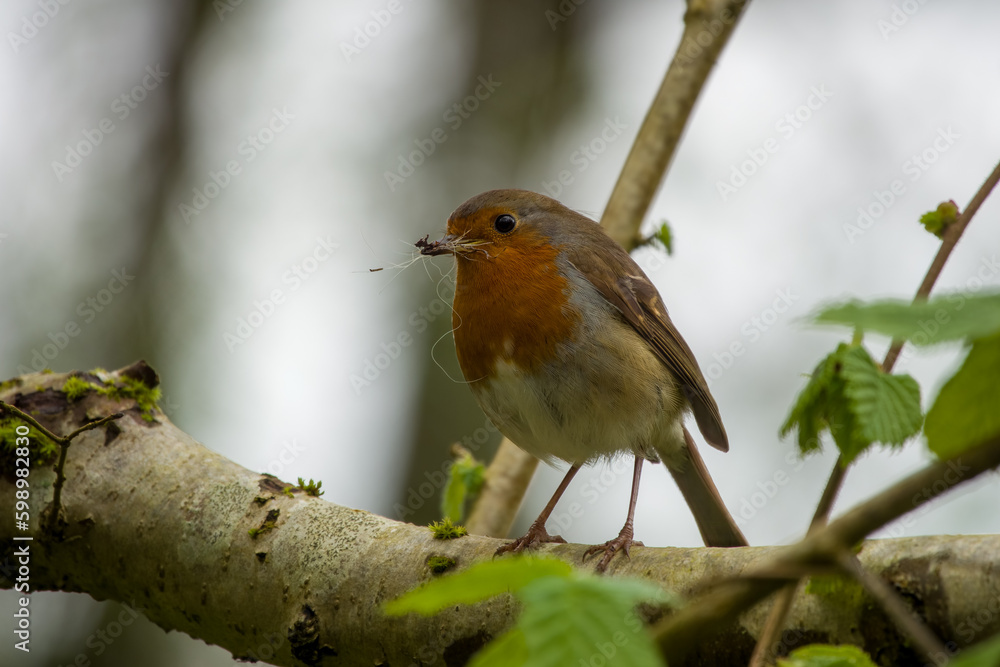 cute robin gathering materials for building a nest cute robin gathering materials for building a nest