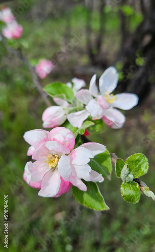 Branches of a fruit tree with delicate white-pink flowers