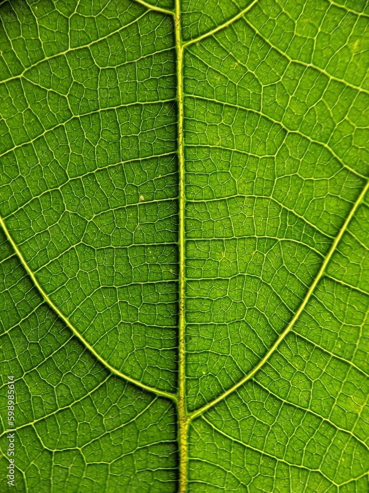 green leaf texture green leaf texture