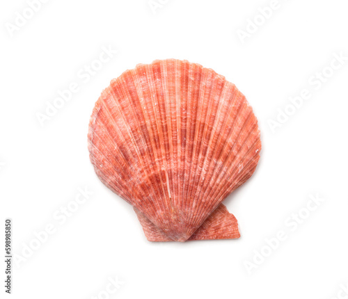 Pink shell isolated on white, top view