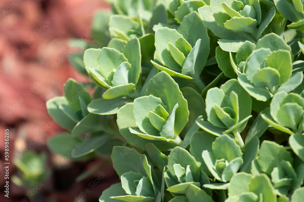 Green Succulent for decoration Green Succulent for decoration