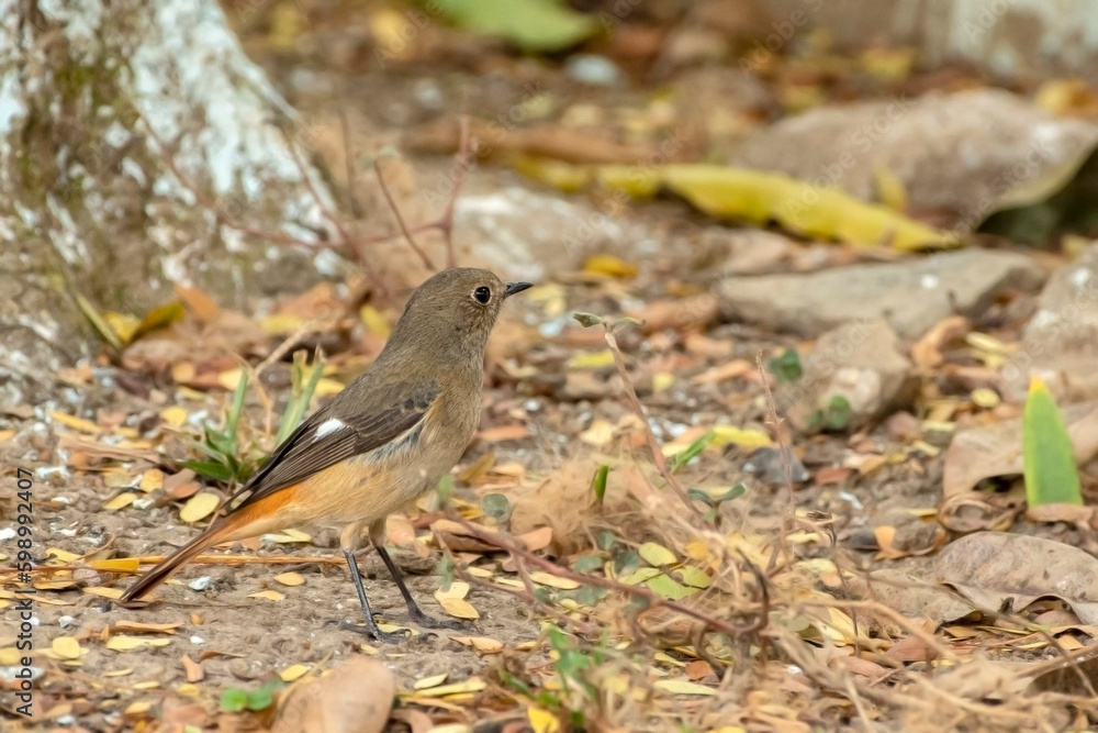 Female Daurian Redstart bird searching food in grass at Kaziranga National Park. Female Daurian Redstart bird searching food in grass at Kaziranga National Park.
