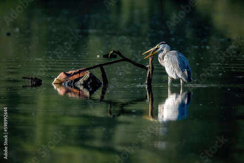 great blue heron with prey