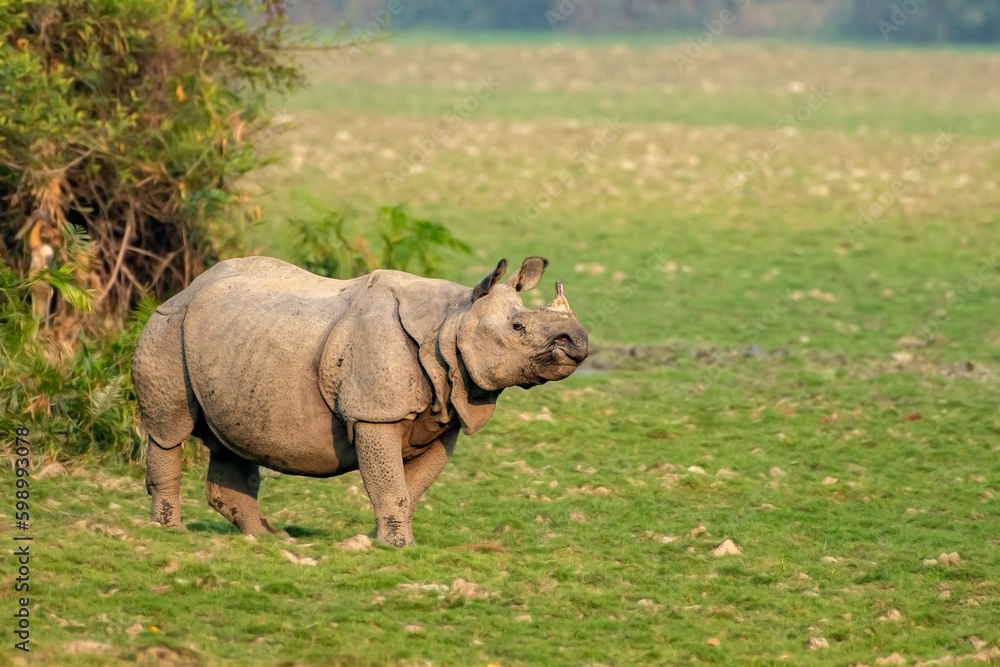 Fototapeta premium Indian one horned rhino or rhinoceros male in the grass land of Kaziranga national park in India