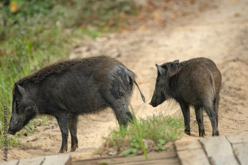 IndiClose up of a Indian Wild Boar - Sus scrofa cristatus crossing the safari track at Kaziranga National Park.