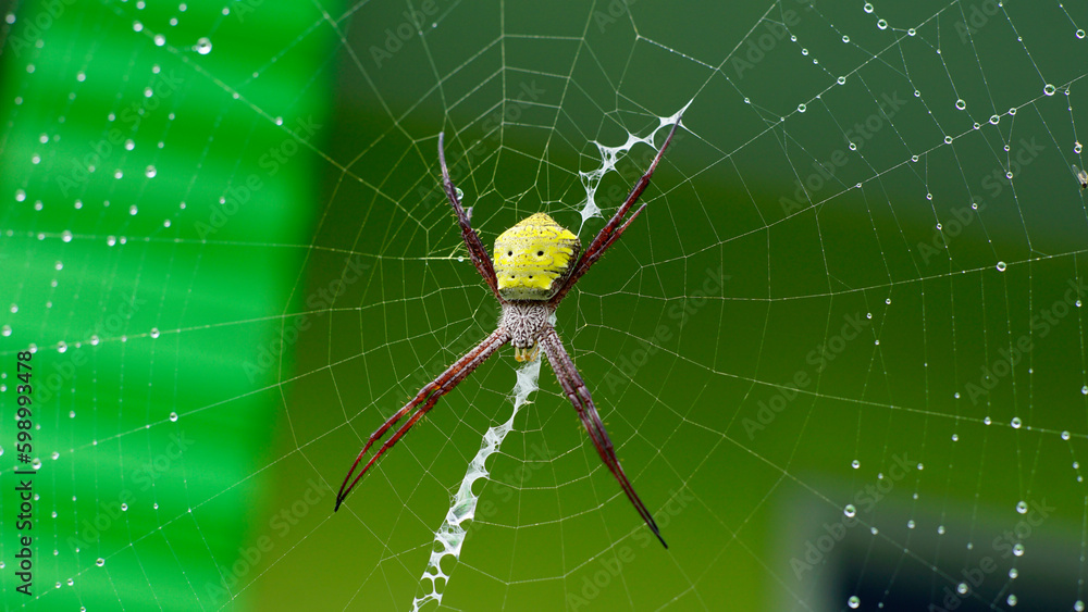 Hawaiian Garden Spider on web Hawaiian Garden Spider on web