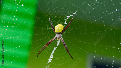 Hawaiian Garden Spider on web