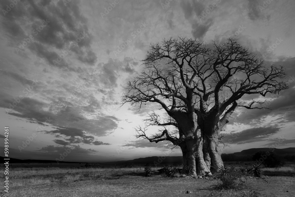 Obraz premium Baobab tree in South Africa