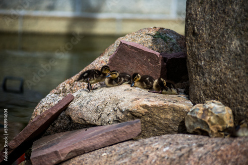 Wallpaper Mural patos Torontodigital.ca