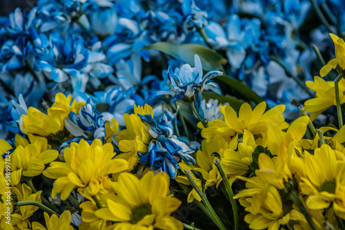 blue-yellow flowers as the flag of ukraine