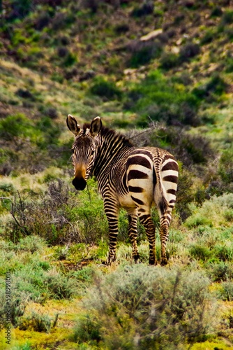 Bergzebra in der Halbw  ste Karoo