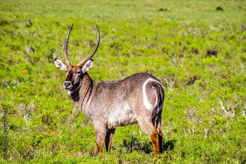 Ellipsen Wasserbock