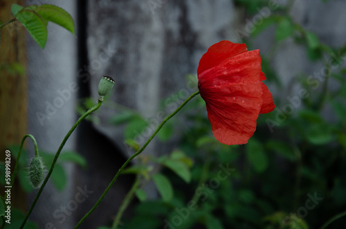 red poppy macro drops of rain