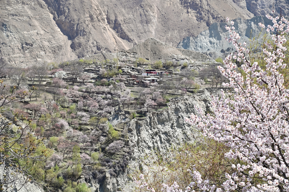 Village in Hopar Valley with Pink Apricot Blossom During Spring in Pakistan Village in Hopar Valley with Pink Apricot Blossom During Spring in Pakistan
