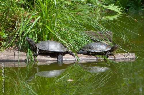 Żółwie błotne odbijające się w wodzie 