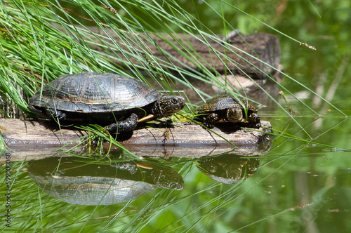 Dwa żółwie błotne na kłodzie drewna nad wodą