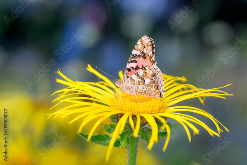 Vanessa cardui resting on Inula magnifica