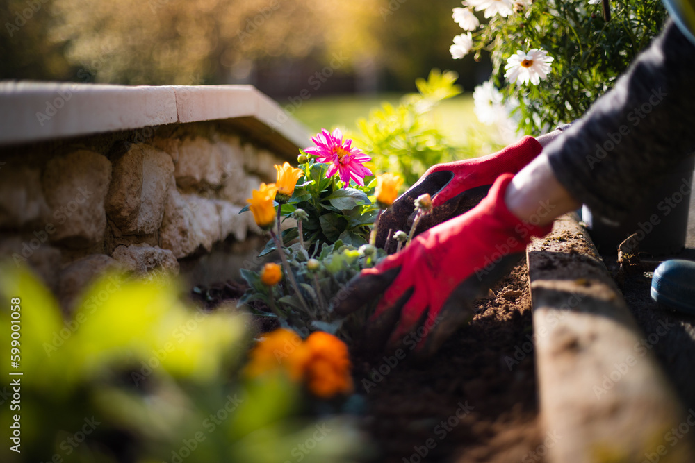 Woman gardener in garden gloves planting flowers on a sunny day. Gardening and earth care concept. Countryside living home decoration with colorful flowers. Spring plant and environment care. - obrazy, fototapety, plakaty 
