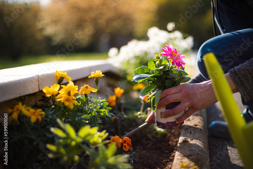 Woman gardener planting flowers on a sunny day. Gardening and earth care concept. Countryside living home decoration with colorful flowers. Spring plant and environment care in private garden. © Benoît